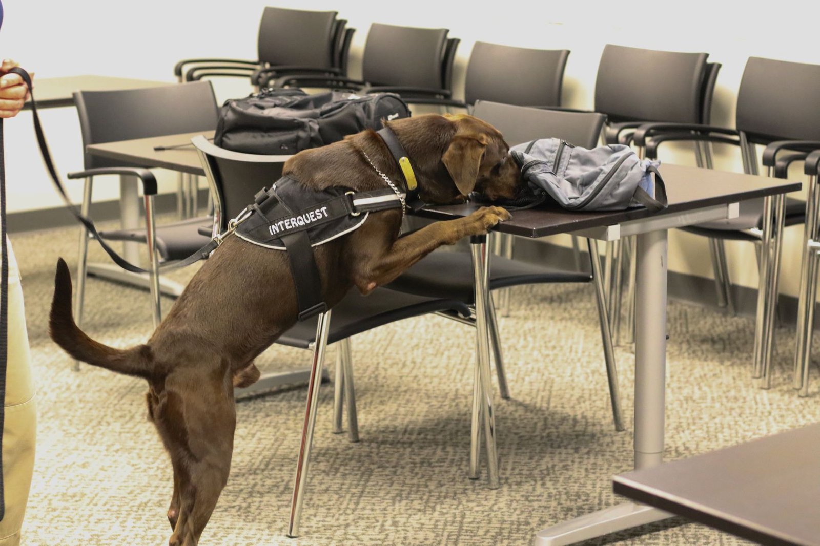 School Drug and Contraband Inspections